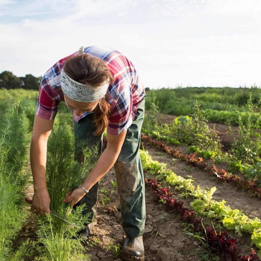 worker picking agricultural crops